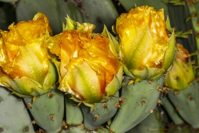 Prickly Pear Cactus April 2025